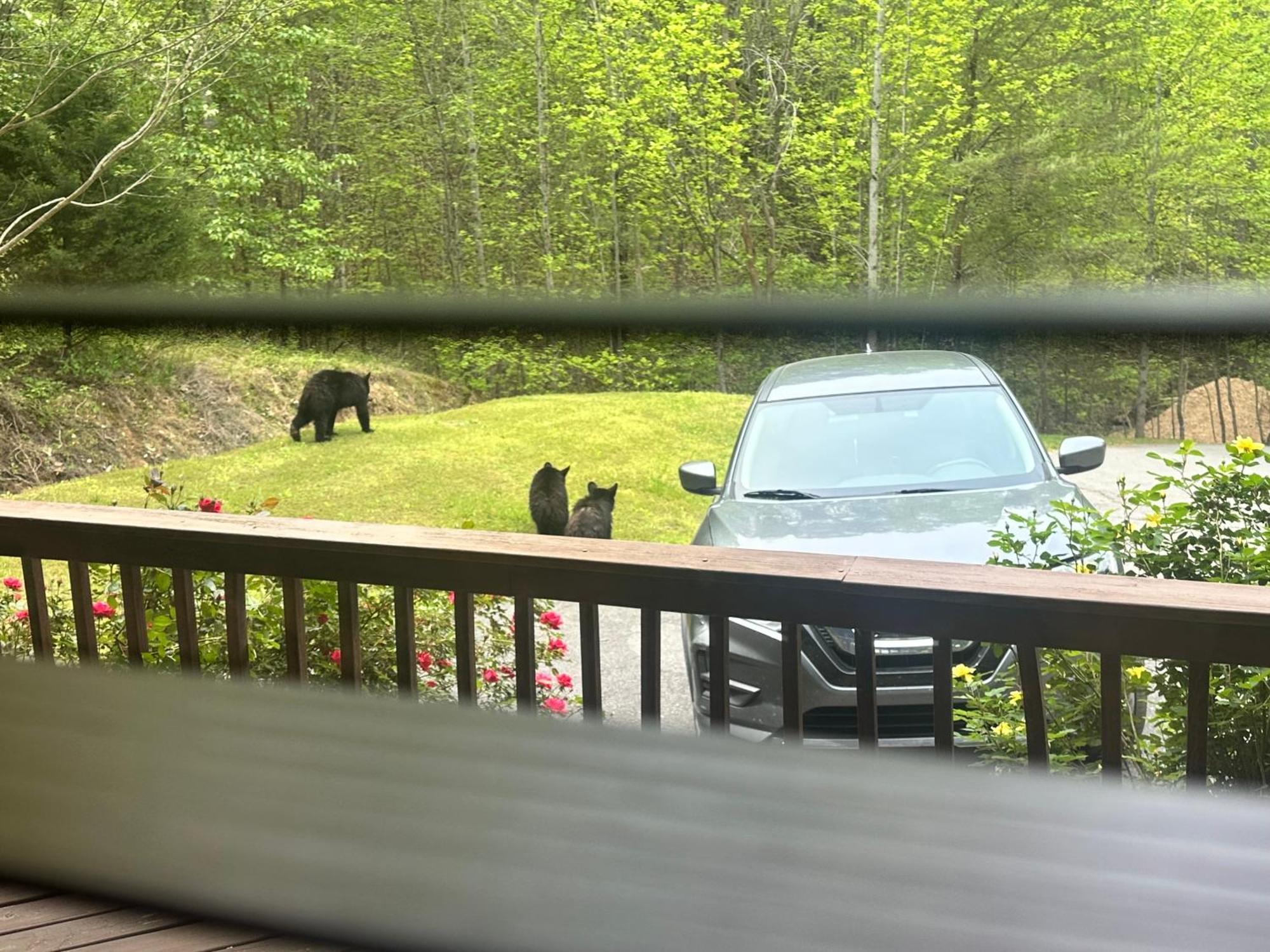 Beary Tale! Your Happily Ever After Starts Here! Sevierville Extérieur photo
